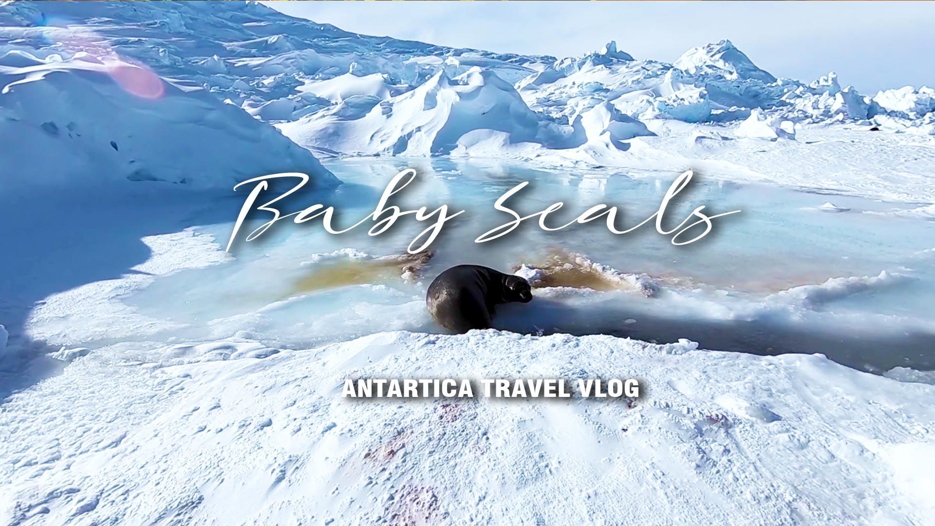 Baby Seals and Cracks in the Ice